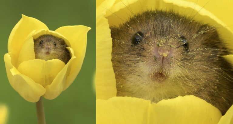 Φωτογράφος απαθανάτισε ποντίκια μέσα σε τουλίπες σε υπέροχες στιγμές