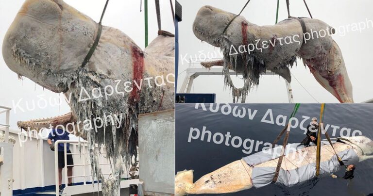 Σαντορίνη: 30 κιλά πλαστικής σακούλας είχε καταπιεί η φάλαινα που βρέθηκε νεκρή