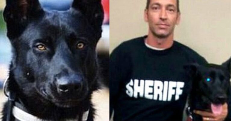 Συμμορία έσυρε αστυνομικό στο δάσος για να τον σκοτώσει αλλά δεν υπολόγισε τον αστυνομικό σκύλο