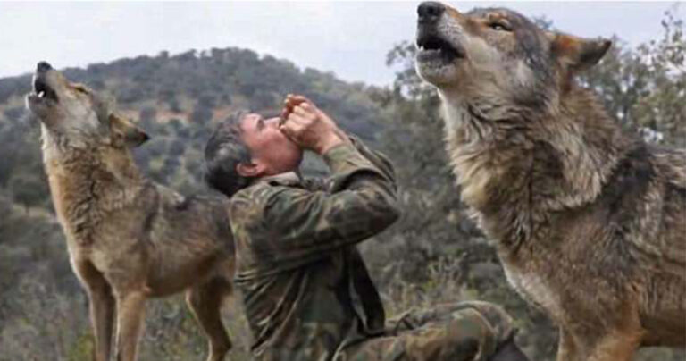 72χρονος άντρας ανατράφηκε από λύκους και θέλει να γυρίσει πίσω στα βουνά