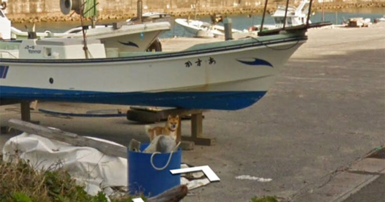 Σκύλος ακολουθεί το όχημα του Google Street View και εμφανίζεται σε κάθε φωτογραφία