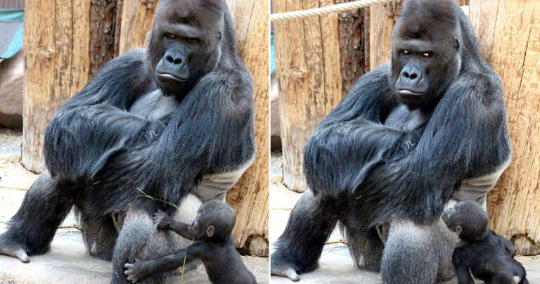 Θυμωμένος μπαμπάς γορίλλας δεν έχει καθόλου διάθεση αλλά ο μικρός του γιος θέλει να παίξει