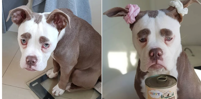 Αυτός είναι ο πιο λυπημένος σκύλος στο διαδίκτυο