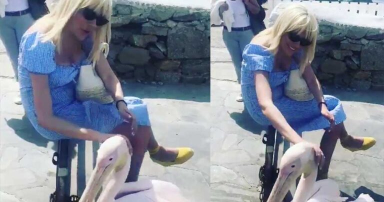 Ενοχλήθηκε από τη Σάσα Σταμάτη ο Πέτρος ο πελεκάνος της Μυκόνου