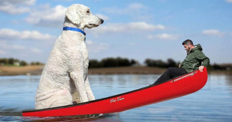 Φωτογράφος δημιουργεί διασκεδαστικές φωτογραφίες με τον γιγάντιο σκύλο του