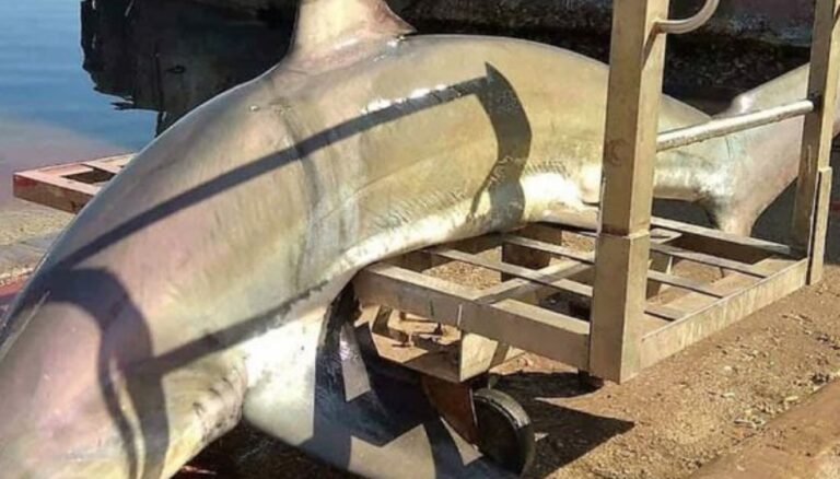 Μεσολόγγι: Έπιασαν καρχαρία 200 κιλών