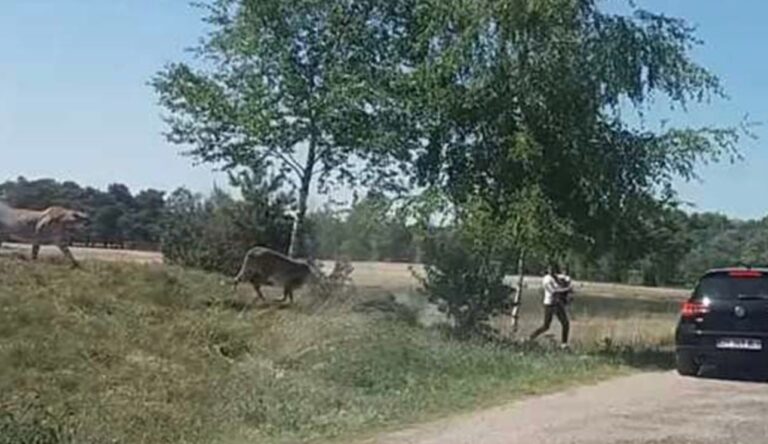 Οικογένεια βγήκε από το αμάξι σε σαφάρι και τους πήραν στο κυνήγι τα τσιτάχ