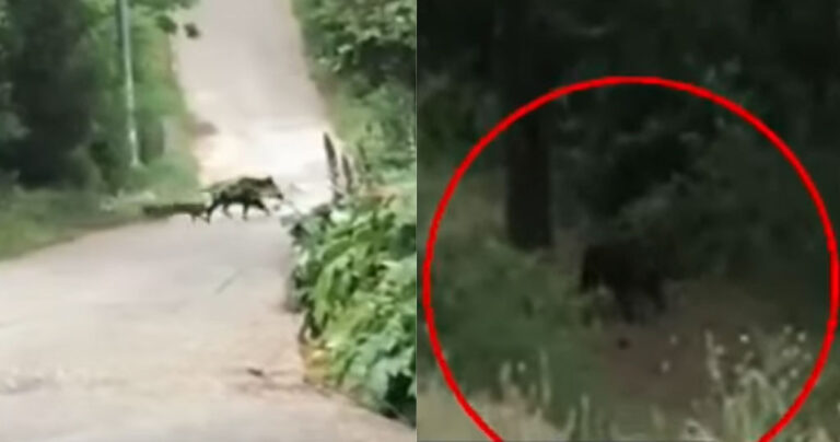 Αγριογούρουνα έκαναν την βόλτα τους στην Εκάλη