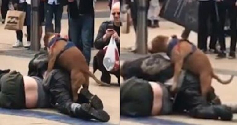 Σκύλος διακόπτει καυγά για να «κάνει σεξ» με το πόδι ενός άντρα