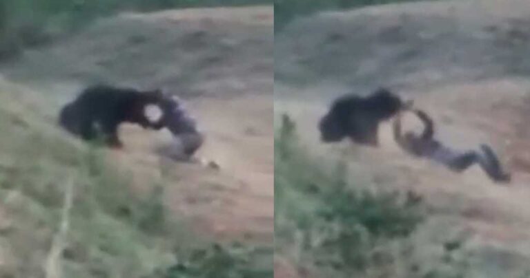 Αρκούδα κατασπάραξε οδηγό ταξί που πήγε να βγάλει selfie μαζί της