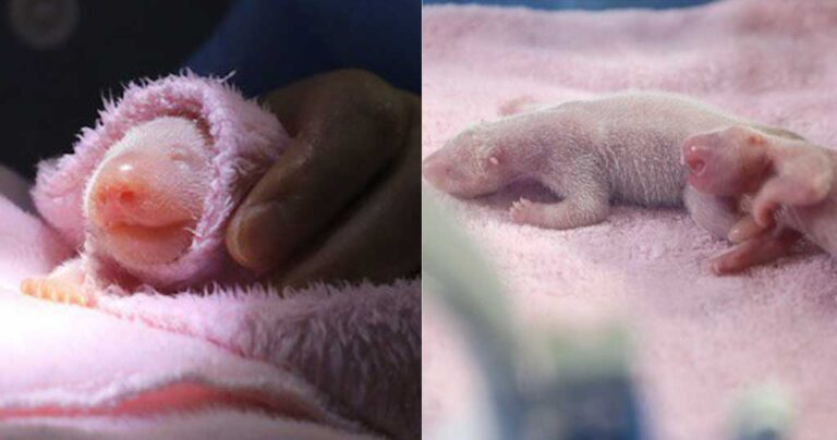 Tα πρώτα δίδυμα Panda του 2018 είναι ότι πιο τρυφερό θα δείτε σήμερα