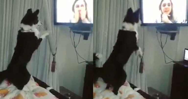Σκύλος τρελαίνεται όταν βλέπει την ιδιοκτήτρια του σε οθόνη μετά από 9 μήνες