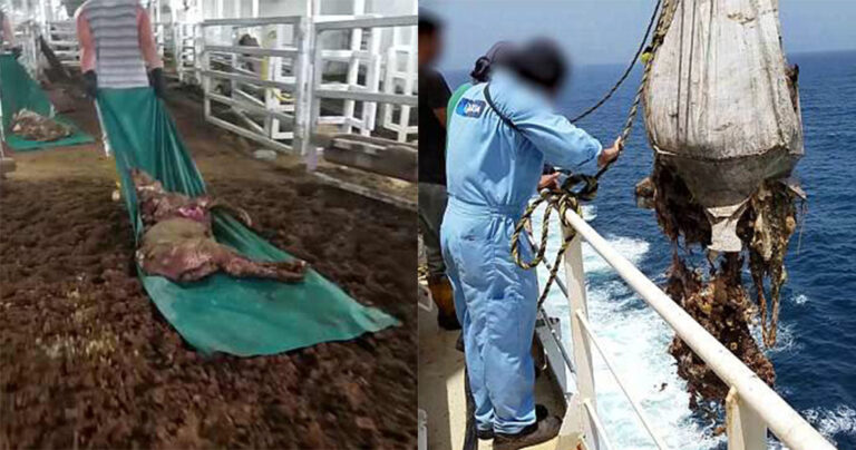 Σοκαριστικό βίντεο δείχνει πρόβατα να βράζουν ζωντανά πάνω σε ένα πλοίο εξαγωγών