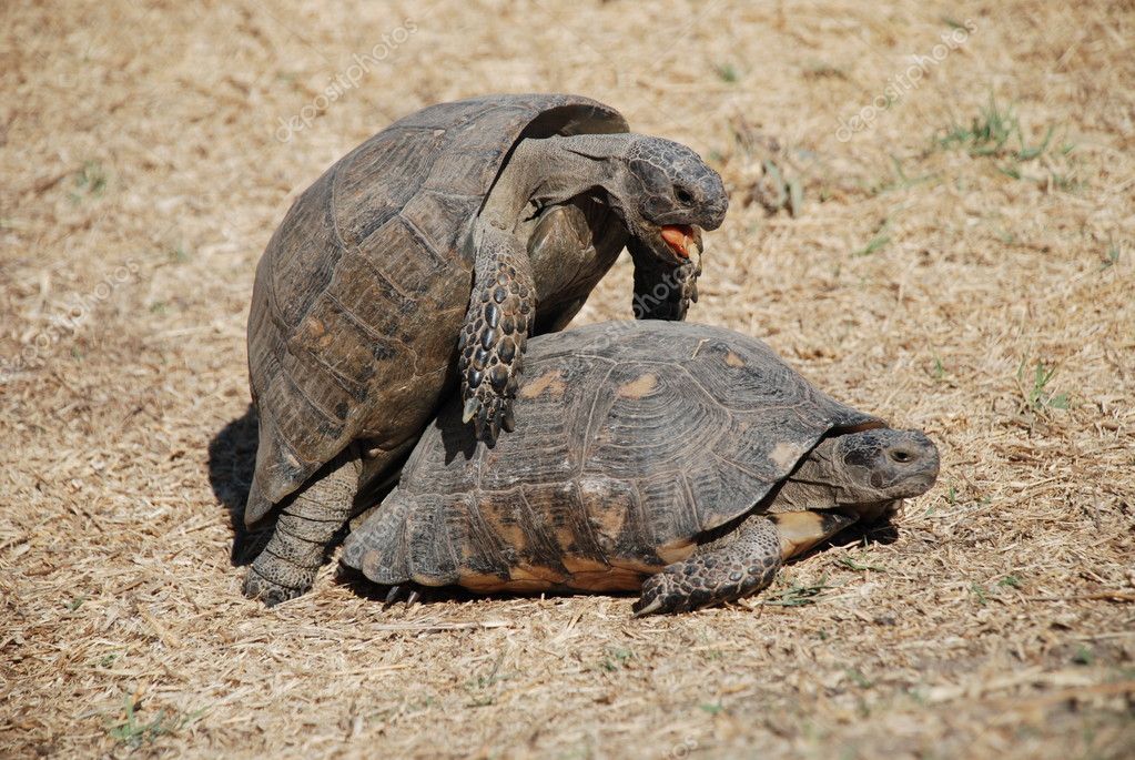 depositphotos 4351834 stock photo turtles having