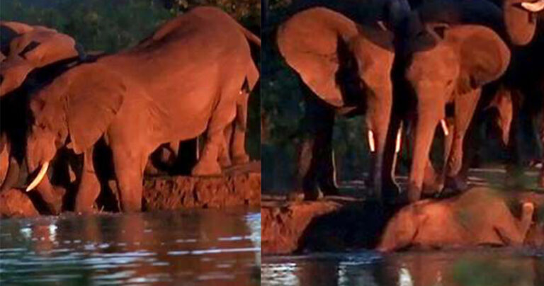 Ελέφαντες συνεργάζονται όλοι μαζί για να σώσουν ένα ελεφαντάκι που πνίγεται