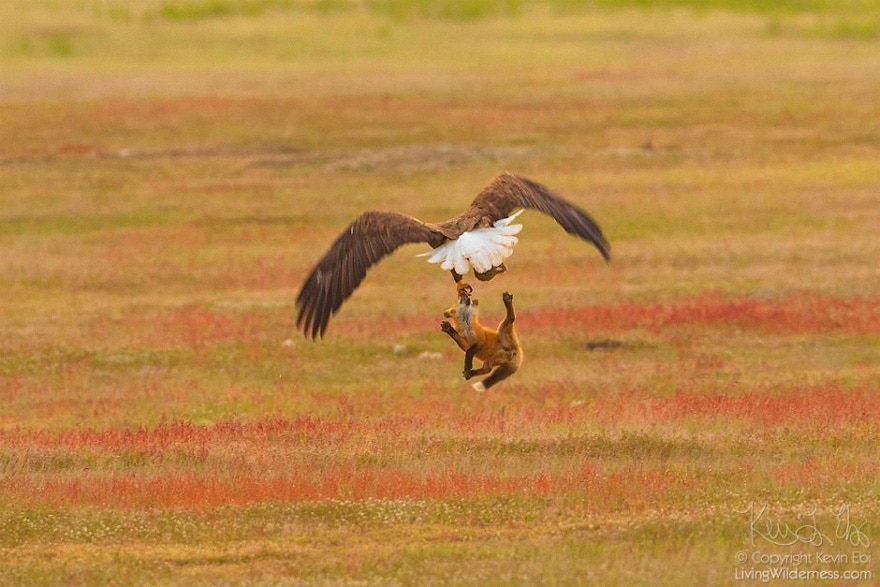 wildlife photography eagle fox fighting over rabbit kevin ebi 12 5b0661fa2ab13 880