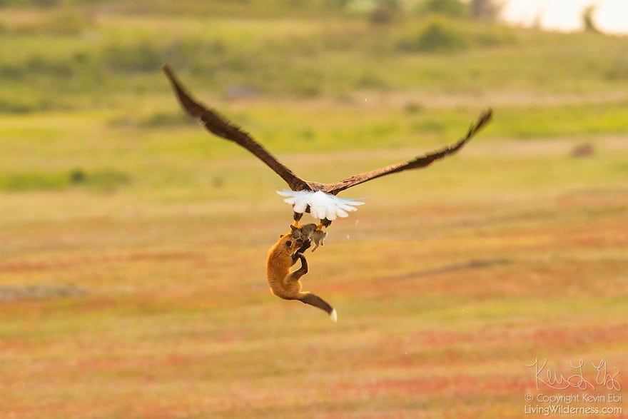 wildlife photography eagle fox fighting over rabbit kevin ebi 14 5b0662f18d04a 880