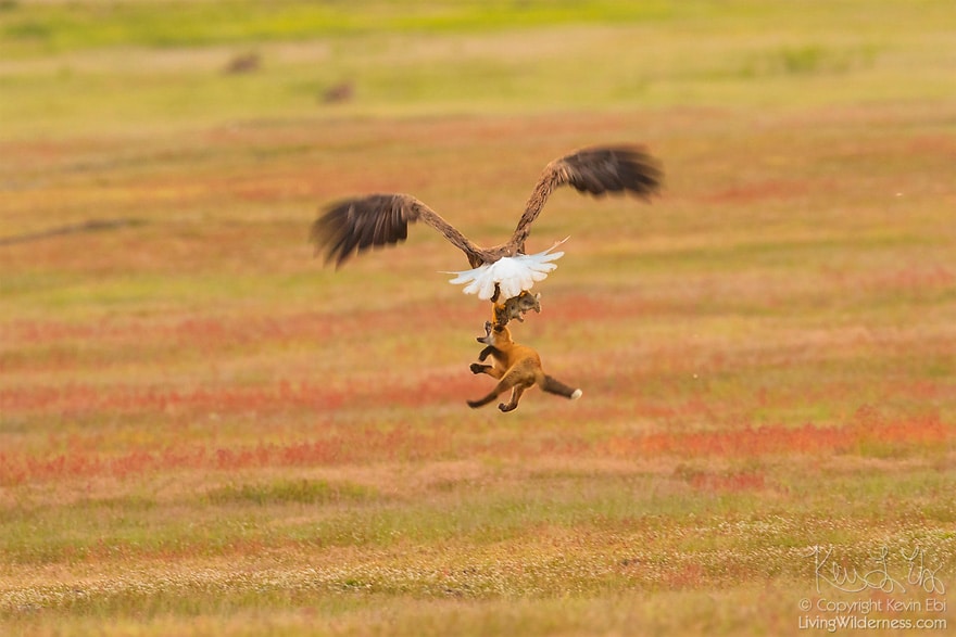 wildlife photography eagle fox fighting over rabbit kevin ebi 15 5b066362d8ec7 880