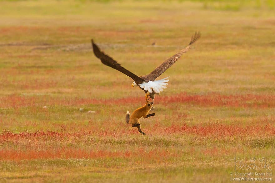 wildlife photography eagle fox fighting over rabbit kevin ebi 2 5b0661e5b1a11 880