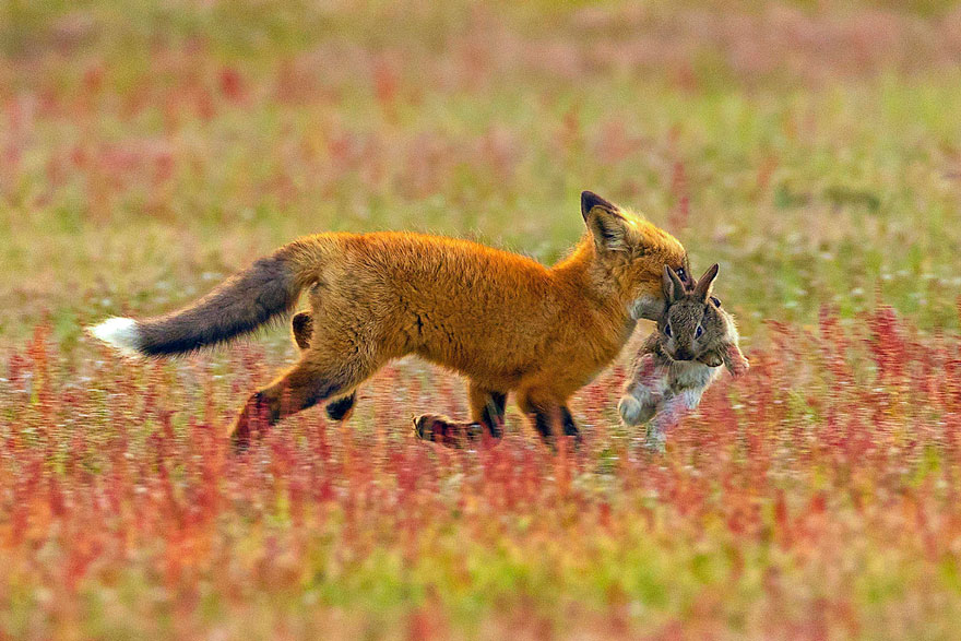 wildlife photography eagle fox fighting over rabbit kevin ebi 3 5b0661e7e5168 880