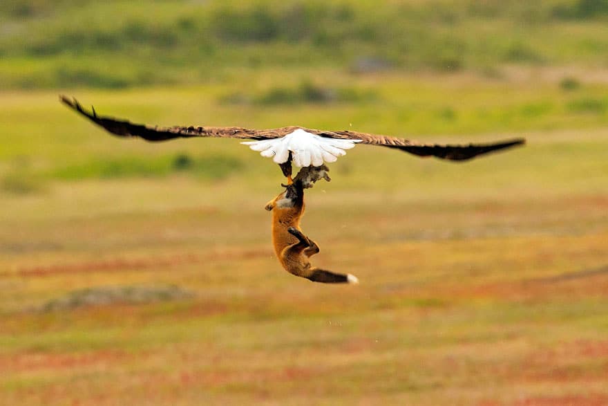 wildlife photography eagle fox fighting over rabbit kevin ebi 5 5b0661ebb3686 880