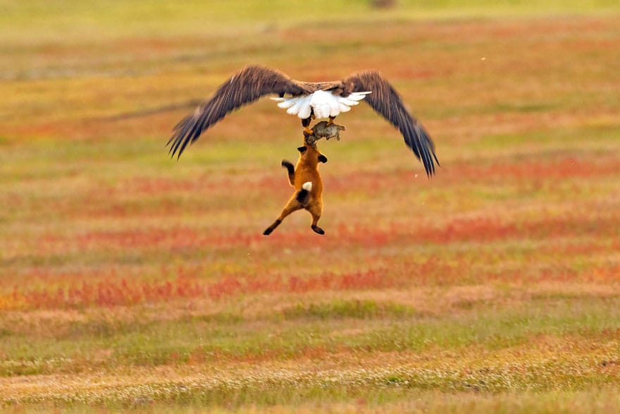 wildlife photography eagle fox fighting over rabbit kevin ebi 6 5b0661edc4434 880