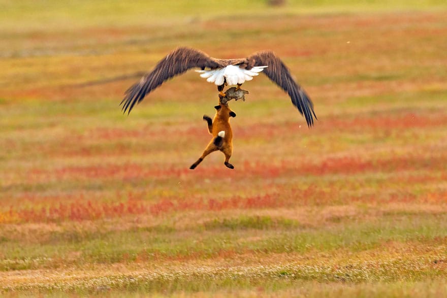 wildlife photography eagle fox fighting over rabbit kevin ebi 6 5b0661edc4434 880