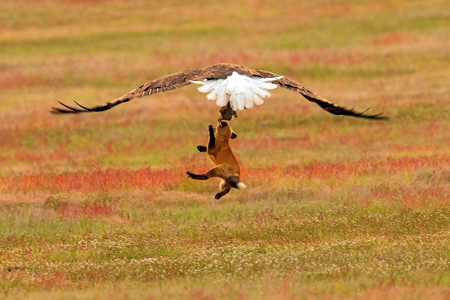 wildlife photography eagle fox fighting over rabbit kevin ebi 7 5b0661f0f123c 880