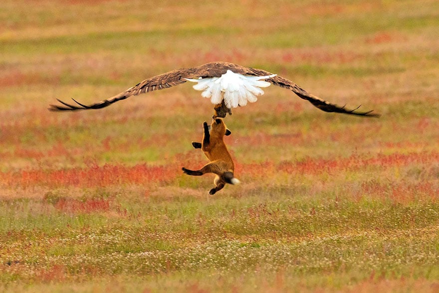 wildlife photography eagle fox fighting over rabbit kevin ebi 7 5b0661f0f123c 880