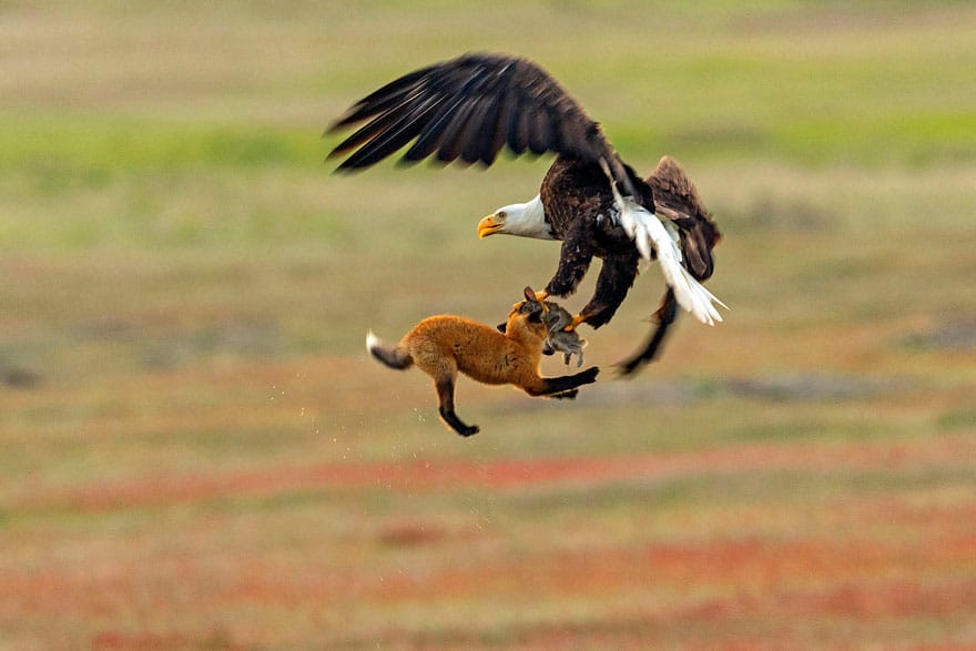 wildlife photography eagle fox fighting over rabbit kevin ebi 8 5b0661f2c2717 880