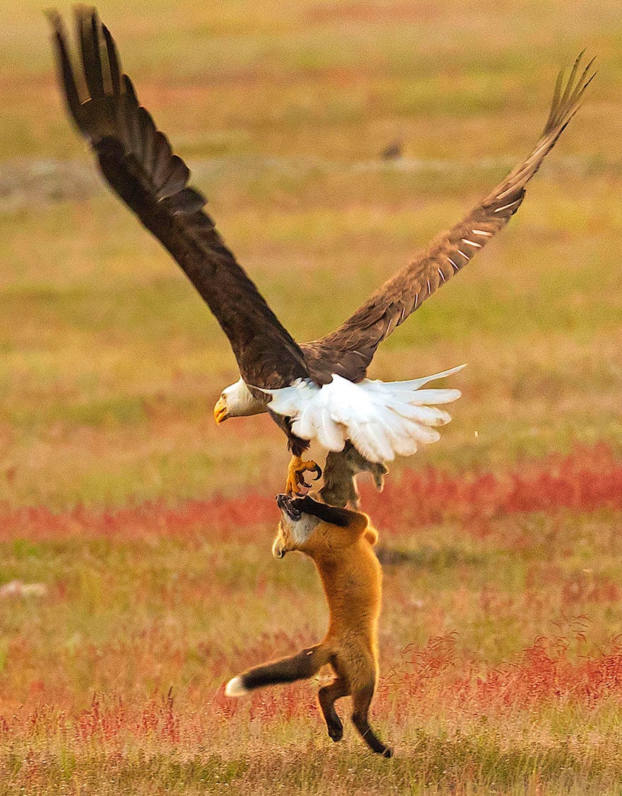 wildlife photography eagle fox fighting over rabbit kevin ebi 9 5b0661f5347b7 880