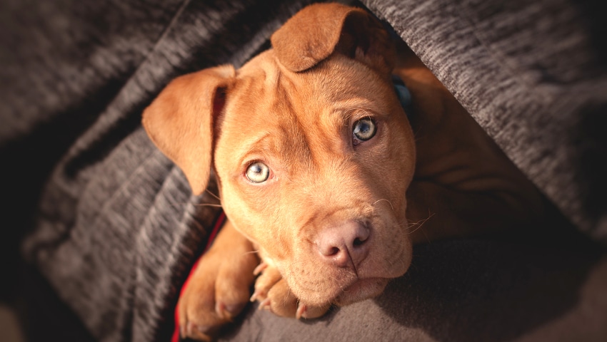 Μύθοι και αλήθειες για τα Πίτμπουλ: Τι πραγματικά συμβαίνει με την πιο παρεξηγημένη ράτσα σκύλου;