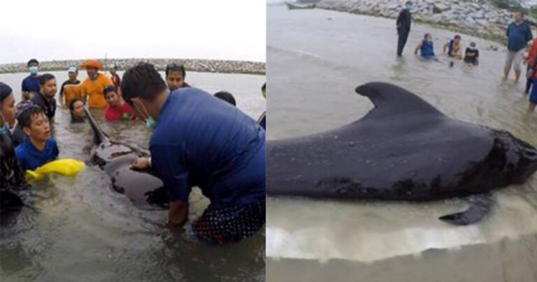 Φάλαινα πέθανε επειδή είχε καταπιεί πάνω από 80 πλαστικές σακούλες
