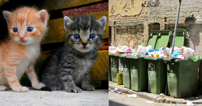 Πρόστιμο 5.000 ευρώ και φυλάκιση ενός έτους σε 31χρονο που έκλεισε γατάκια σε κάδο απορριμμάτων