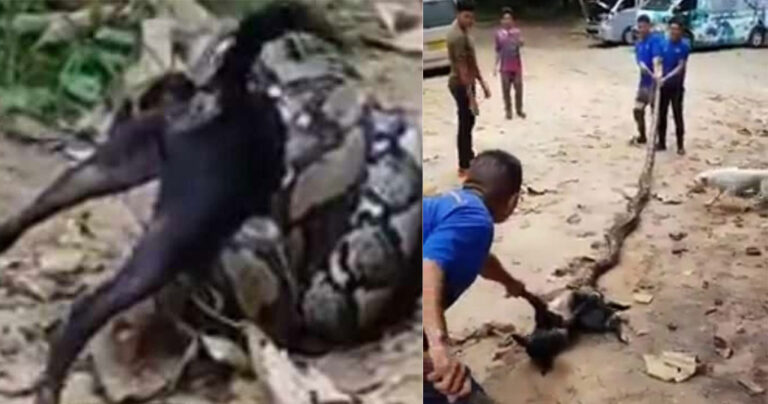 Άντρες ανάγκασαν με τα χέρια τους έναν πύθωνα να αφήσει ελεύθερο τον σκύλο που έπνιγε