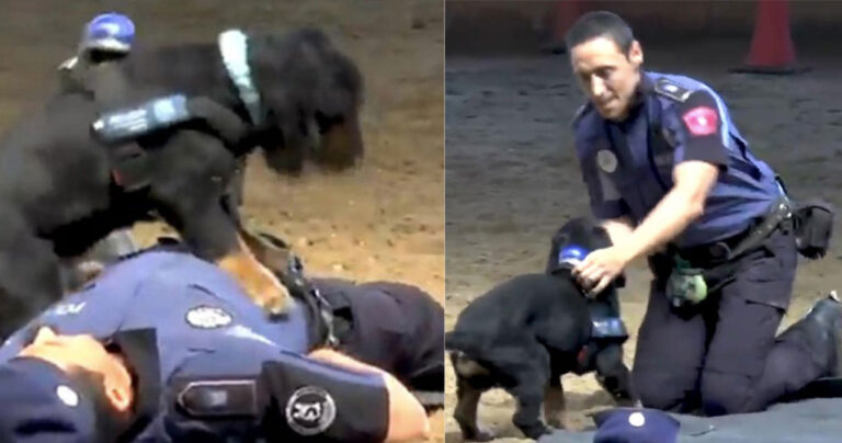 Αστυνομικός σκύλος μαθαίνει να δίνει τις πρώτες βοήθειες για να σώσει την ζωή αστυνομικού