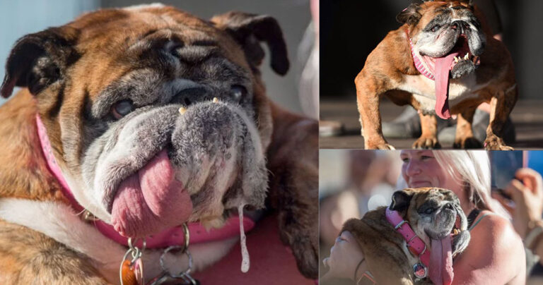 Ανακοινώθηκε ο πιο άσχημος σκύλος του κόσμου και είναι ένα Αγγλικό Μπουλντόγκ