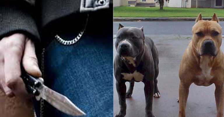 Αργοστόλι: Σκότωσε με μαχαίρι δυο πίτμπουλ που επιτέθηκαν στο σκύλο του