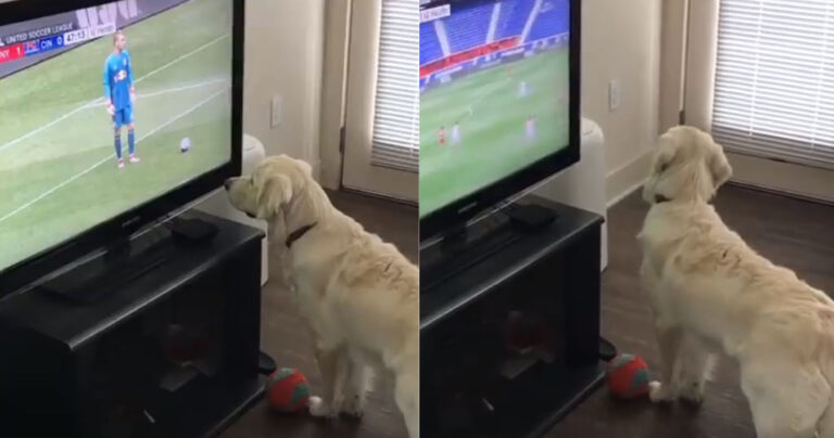 Σκύλος βλέπει ποδόσφαιρο και νομίζει ότι η μπάλα βγήκε έξω από την τηλεόραση 