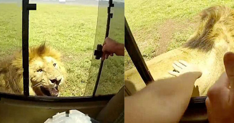 Τουρίστας γλίτωσε παρά τρίχα να του κόψει λιοντάρι το χέρι γιατί πήγε να το χάιδεψε