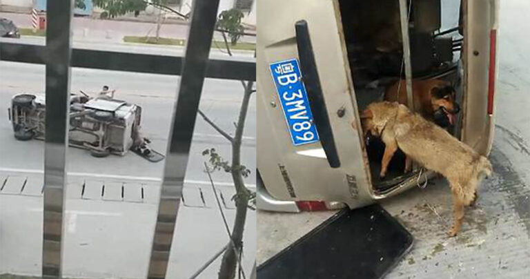 Ιδιοκτήτης σκύλων κυνήγησε των κλέφτη των σκύλων του και του επιτέθηκε με μαχαίρι