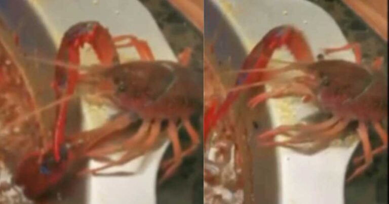 Καραβίδα έκοψε τη δαγκάνα της για να γλιτώσει και να μην μαγειρευτεί ζωντανή