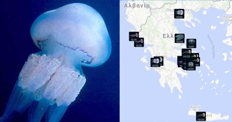 Διαδραστικός χάρτης δείχνει που έχει μέδουσες σε όλη την Ελλάδα