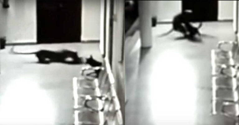 Σκυλίτσα επιτίθεται σε λεοπάρδαλη για να σώσει το κουτάβι της
