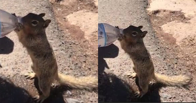 Διψασμένος σκίουρος ήπιε ένα ολόκληρο μπουκάλι με νερό που του έδωσαν τουρίστες