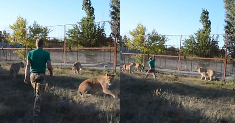 Φύλακας σε ζωολογικό κήπο σταμάτησε τσακωμό λιονταριών με την παντόφλα του