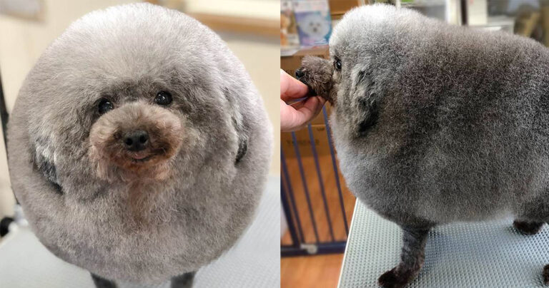 Αξιολάτρευτος σκύλος πήγε κομμωτήριο και μοιάζει με τέλεια σφαίρα