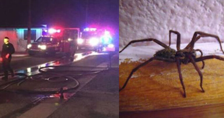 Άντρας προσπάθησε να σκοτώσει μια αράχνη με φλογοβόλο και έκαψε το σπίτι του