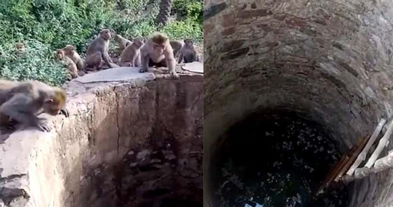 Μαϊμούδες έσωσαν λεοπάρδαλη από πνιγμό σε πηγάδι βάθους 8 μέτρων