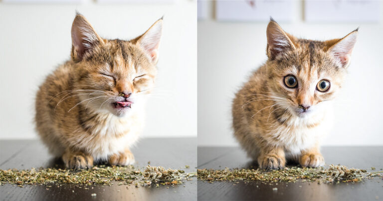 Φωτογράφος απαθανατίζει γάτες που έχουν «μαστουρώσει» από μαγιοβότανο